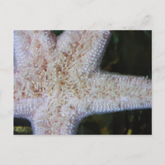 Starfish Postcard