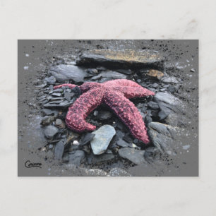 Starfish - Postcard
