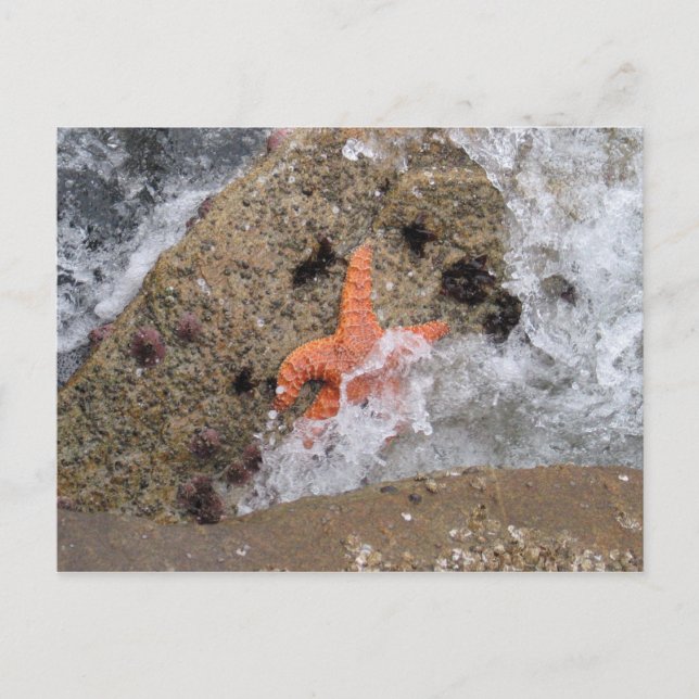 Starfish Postcard (Front)