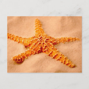 Starfish Postcard