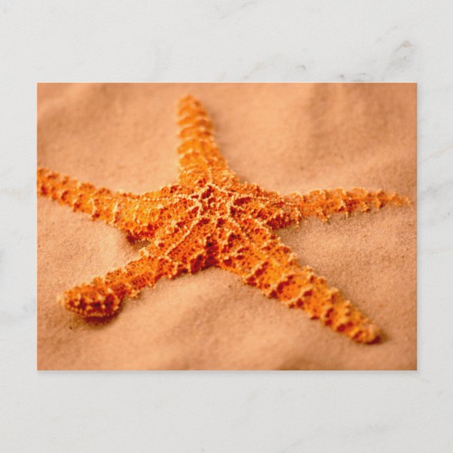 Starfish Postcard (Front)