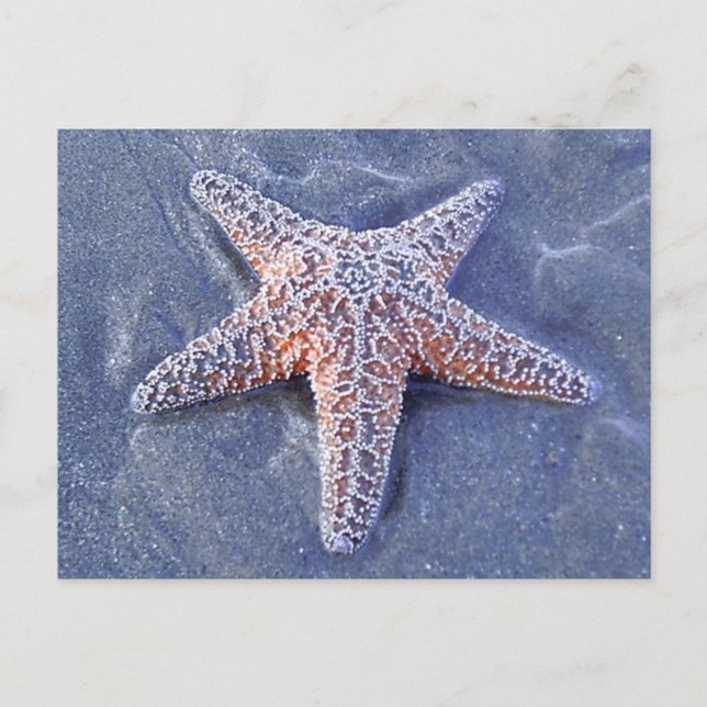 Starfish Postcard (Front)