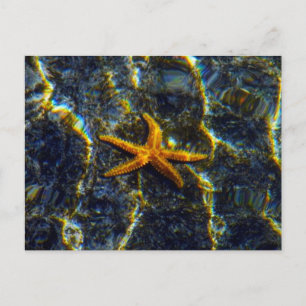 Starfish Postcard
