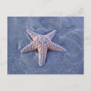 Starfish Postcard