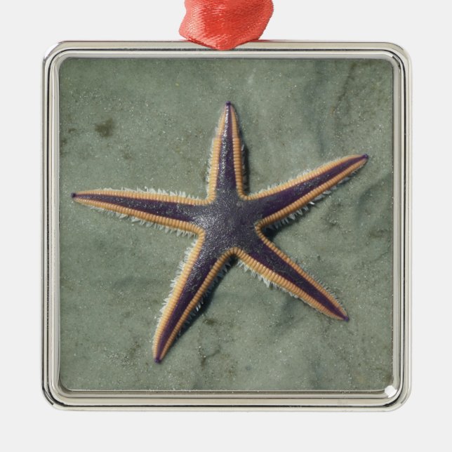 Starfish Purple sea star on beach Metal Tree Decoration (Front)
