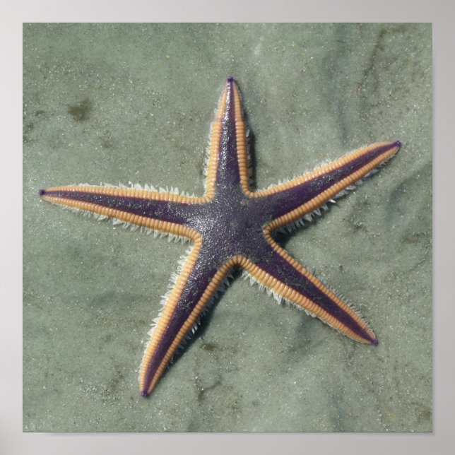Starfish Purple sea star on beach Poster (Front)