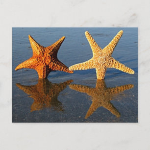 Starfish reflection Postcard