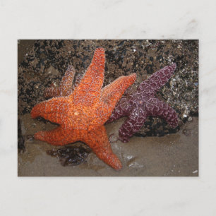 Starfish/Sea Stars, Cannon Beach OR, Photo 1 Postcard