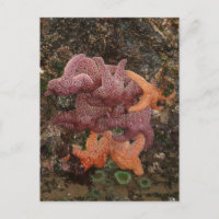 Starfish/Sea Stars, Cannon Beach OR, Photo 5