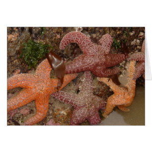 Starfish/Sea Stars in Cannon Beach, OR, Photo 4