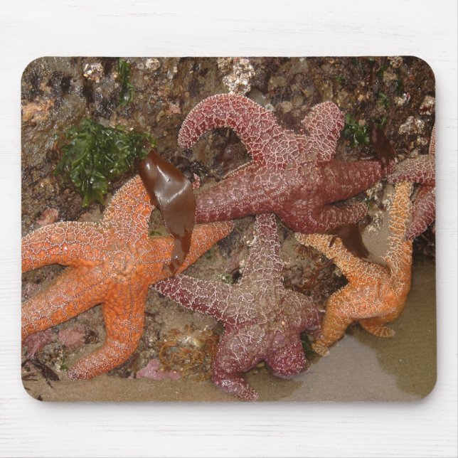 Starfish/Sea Stars in Cannon Beach, OR, Photo 4 Mouse Pad (Front)