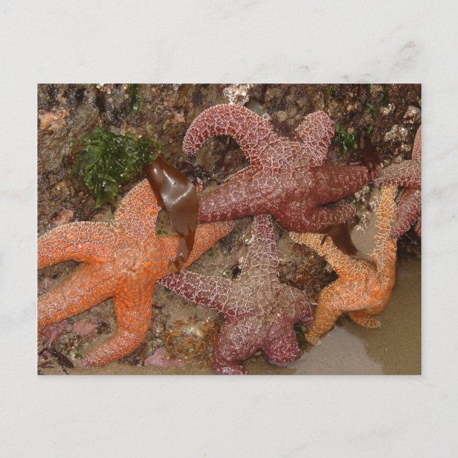 Starfish/Sea Stars in Cannon Beach, OR, Photo 4 Postcard (Front)