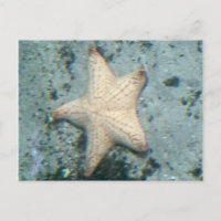 Starfish Seabed Ocean Quiet