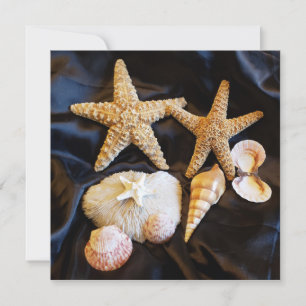 starfish seashells sealife beach still life photo