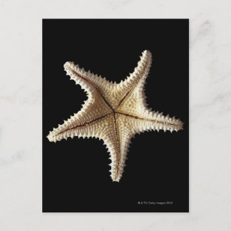 Starfish skeleton, close-up 2 postcard