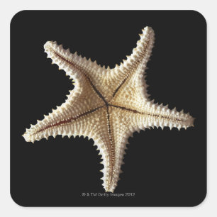 Starfish skeleton, close-up 2 square sticker