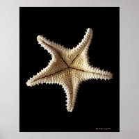 Starfish skeleton, close-up