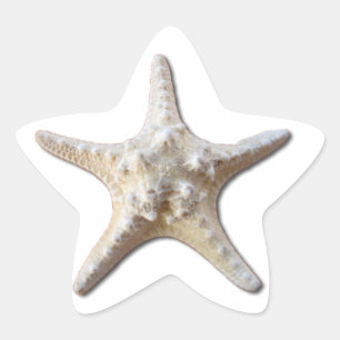 Starfish STicker - white