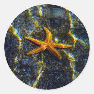 Starfish Stickers