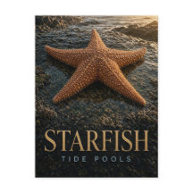 Starfish Tide Pools Wildlife ANIMAL