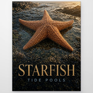 Starfish Tide Pools Wildlife ANIMAL Postcard