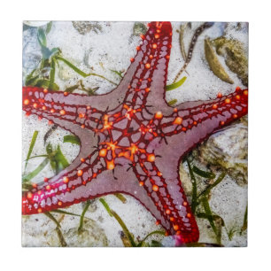 Starfish, Zanzibar, Tanzania Tile