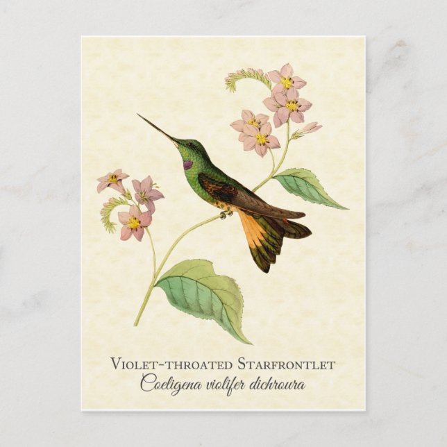 Starfrontlet Hummingbird Art Postcard (Front)