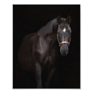 StarGazer Farm Foal & Horse Pictures Photo Print
