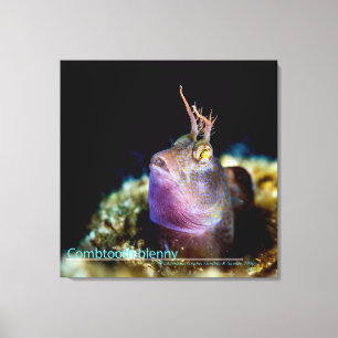 Stargazer from underwater canvas print