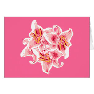 Stargazer Lilies