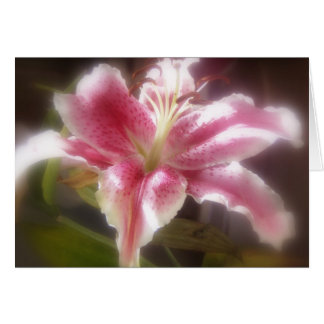 Stargazer Lilies #14