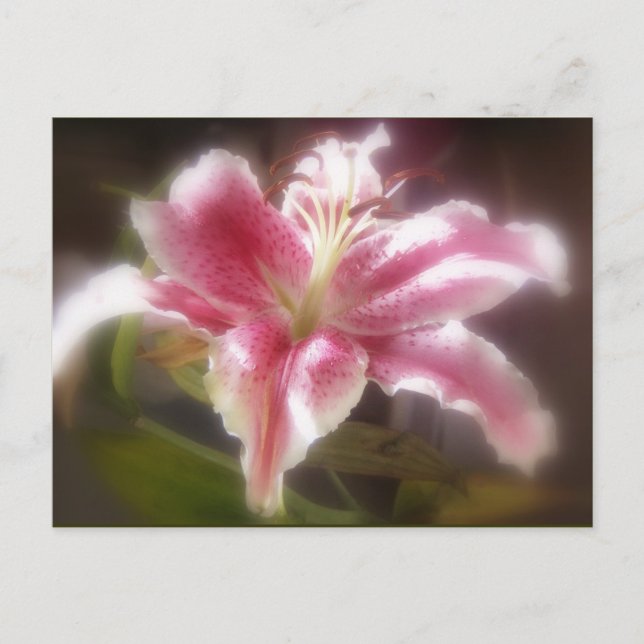 Stargazer Lilies #14 Postcard (Front)