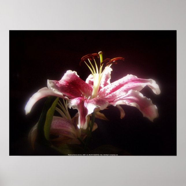 stargazer lilies #15 poster (Front)