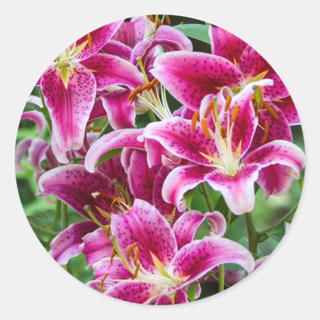 Stargazer Lilies Classic Round Sticker (Front)