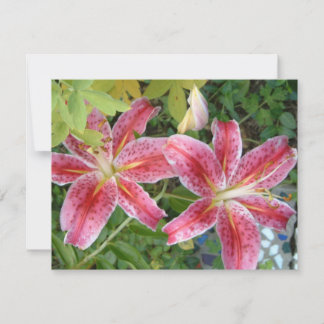 Stargazer Lilies Garden Floral