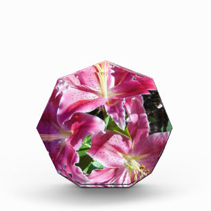 stargazer lilies photo block