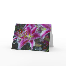 Stargazer Lilies Pink & Magenta