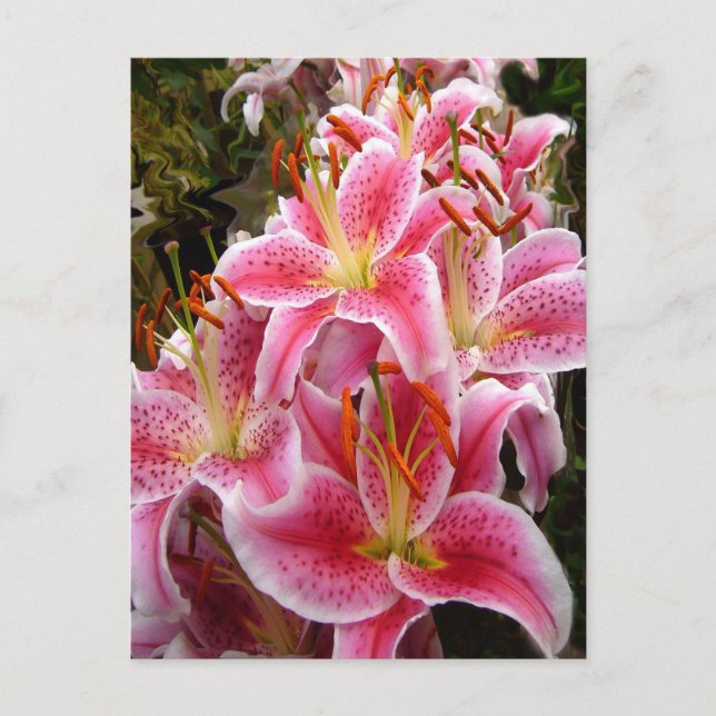 "Stargazer" Lilies Postcard (Front)