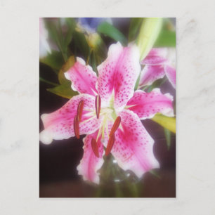 stargazer lilles #2 postcard