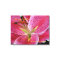 Stargazer Lilly Wrapped Canvas