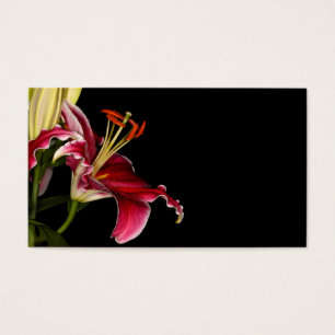 Stargazer Lily