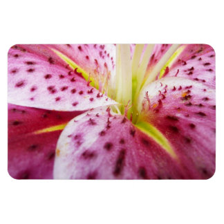 Stargazer Lily Bright Magenta Floral Magnet