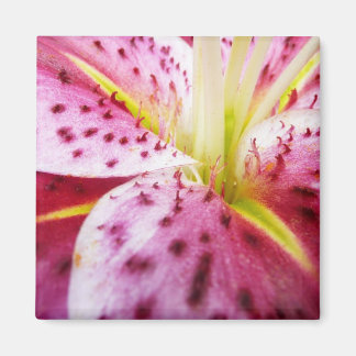 Stargazer Lily Bright Magenta Floral Magnet