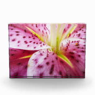 Stargazer Lily Bright Magenta Floral Photo Block