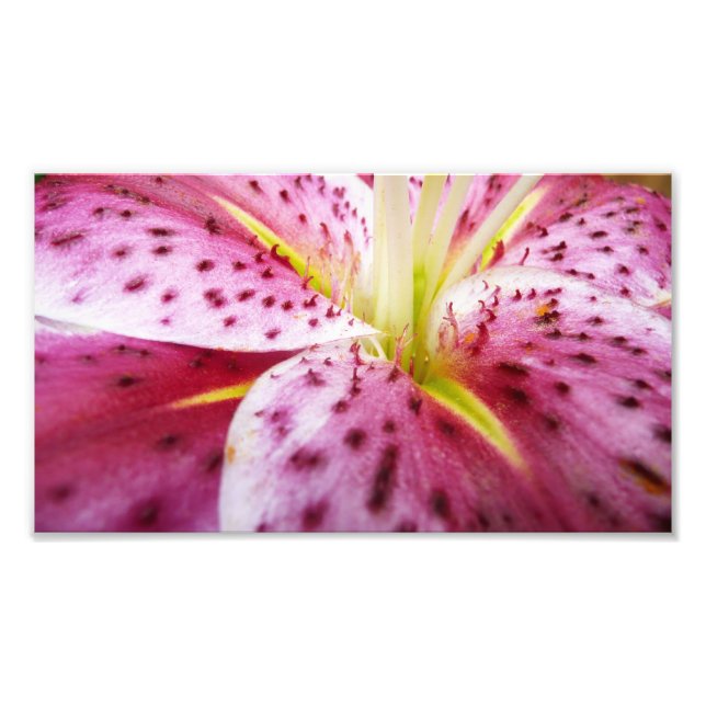 Stargazer Lily Bright Magenta Floral Photo Print (Front)