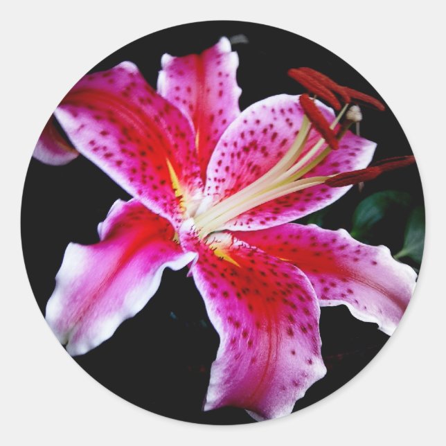 Stargazer Lily Classic Round Sticker (Front)