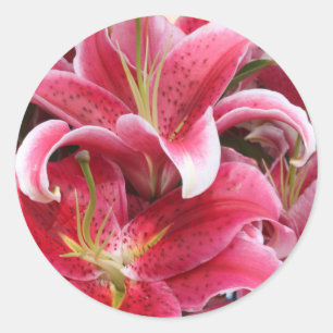 Stargazer Lily Classic Round Sticker
