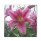 Stargazer Lily