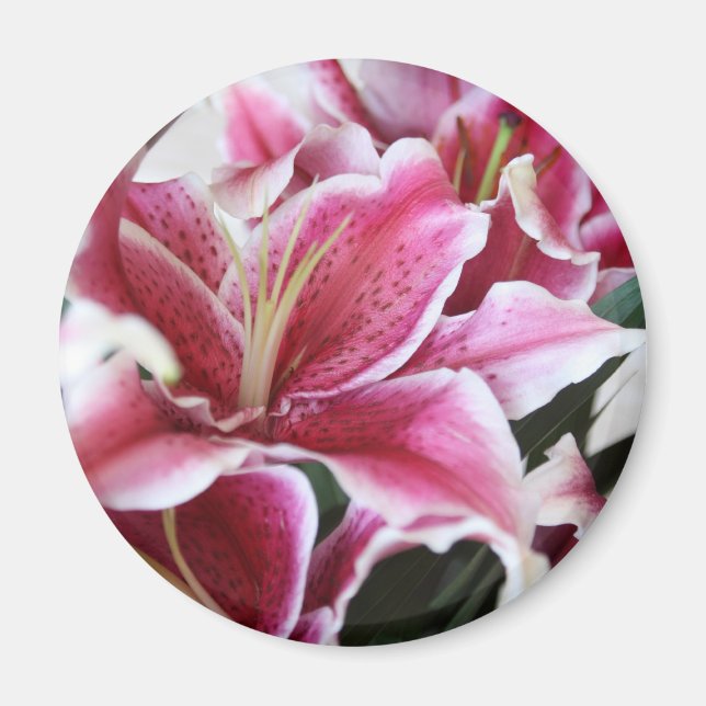 Stargazer Lily Magnet (Front)
