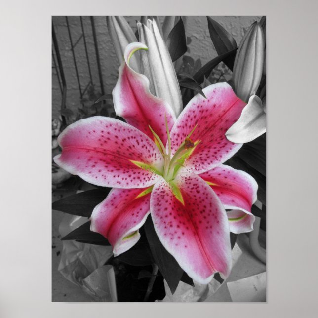 Stargazer Lily Poster (Front)